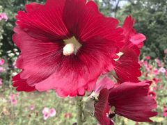 android_upload_pic-白塘生态植物园