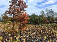 -溱湖国家湿地公园