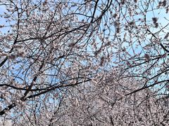 -桃花堤公园