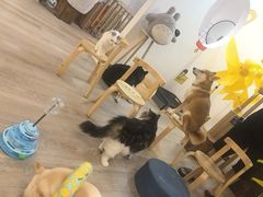 -柴迷FANS CLUB·柴犬狗咖·猫咖