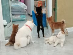 -柴犬小屋·柴餐厅·狗咖食堂(金鼎广场店)