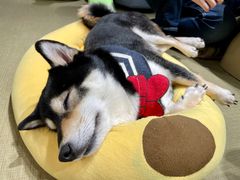 -逗柴咖啡屋·狗咖猫咖宠物桌游