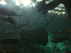 -瑞普利水族馆