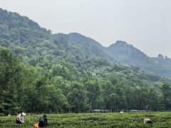 -中国茶叶博物馆(双峰馆区)