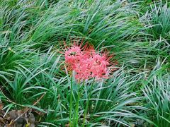 -西湖风景区-江洋畈生态公园