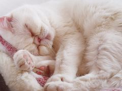 -猫腻·猫咖·撸猫馆(星光大道店)