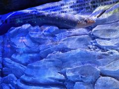 -芜湖新华联大白鲸海洋公园