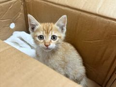 -瑞派康怡24h宠物医院·犬猫医疗中心·微创绝育(瑞景分院)