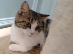 -安格丽娜·狗咖·猫咖羊驼咖(春熙路百盛商场店)