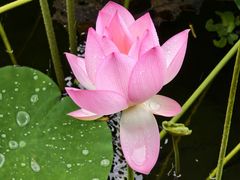 -荔湾湖公园