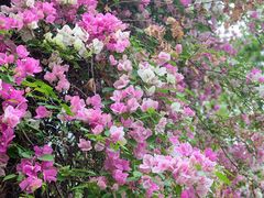 -深圳国际园林花卉博览园