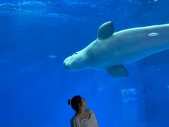 -海合安成都极地海洋公园