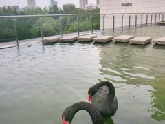 -行者书屋大堂吧 ·下午茶(南京圣和府邸酒店)