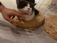 -猫儿山۰猫主题餐厅