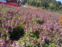 -广州市石门国家森林公园