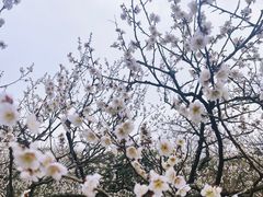 -无锡梅园公园