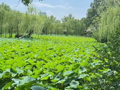 -桂湖森林公园