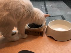 -Pets First伊珊娜洗护·精致美容·家庭式寄养(新会路店)