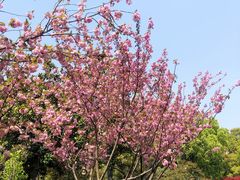 -中央公园(苏州工业园区)