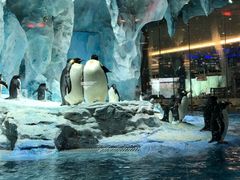 -帝企鹅自助餐厅•儿童岛•真企鹅(长隆企鹅酒店)