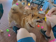 -柴犬高等学院·狗咖·柴犬售卖·宠物训练