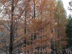 -白水寺森林公园