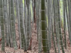 -上海佘山国家森林公园天马山园