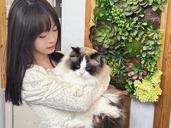 -青奢宠物·青奢猫舍