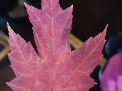 -仰生如卉推拿养生馆(酒仙桥店)