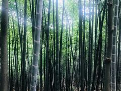 -上海佘山国家森林公园天马山园