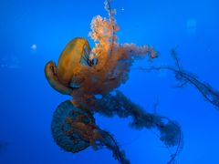 -太平洋海底世界