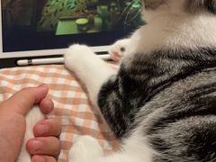 -lincat·猫舍(广州店)