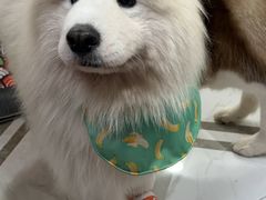 -星多哈·狗咖·拼豆·咖啡