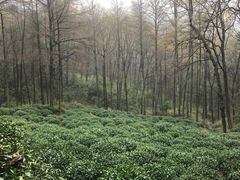-九曜山