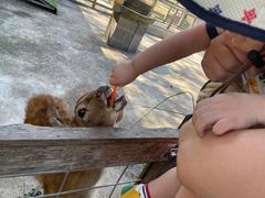 -前小桔亲子创意农场·草莓采摘·露营烧烤