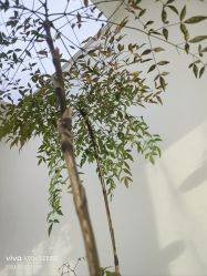 -HEYAN荷妍专业脱毛连锁机构