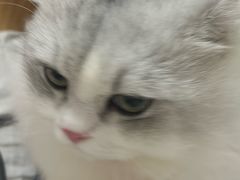 -瑞鹏宠物医院·骨科·猫科·内科(第一中心)