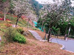 -梧桐山风景名胜区