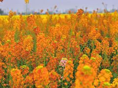 -中国天府农业博览园