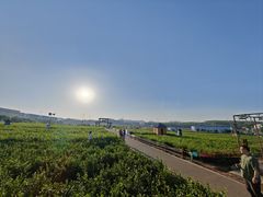 -中华茉莉园