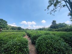 -中国茶叶博物馆(双峰馆区)
