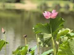 -木塔寺遗址生态公园