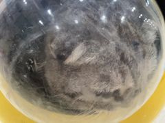 -天宠宠物医院24小时·急重症诊疗中心·全科·腔镜特色(和平分院)