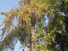 -平安桥天主教堂