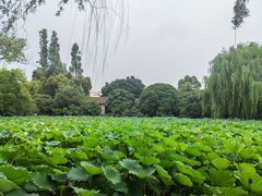 -桂湖森林公园