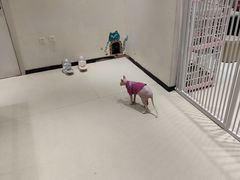 -藏猫猫咖啡主题馆(中央大道店)