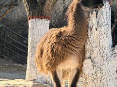 -青藏高原野生动物园