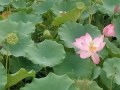 -莲花池公园