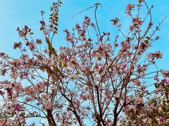-深圳市当代艺术与城市规划馆