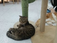 -喵园·猫主题咖啡厅·撸猫·猫咖(国贸店)